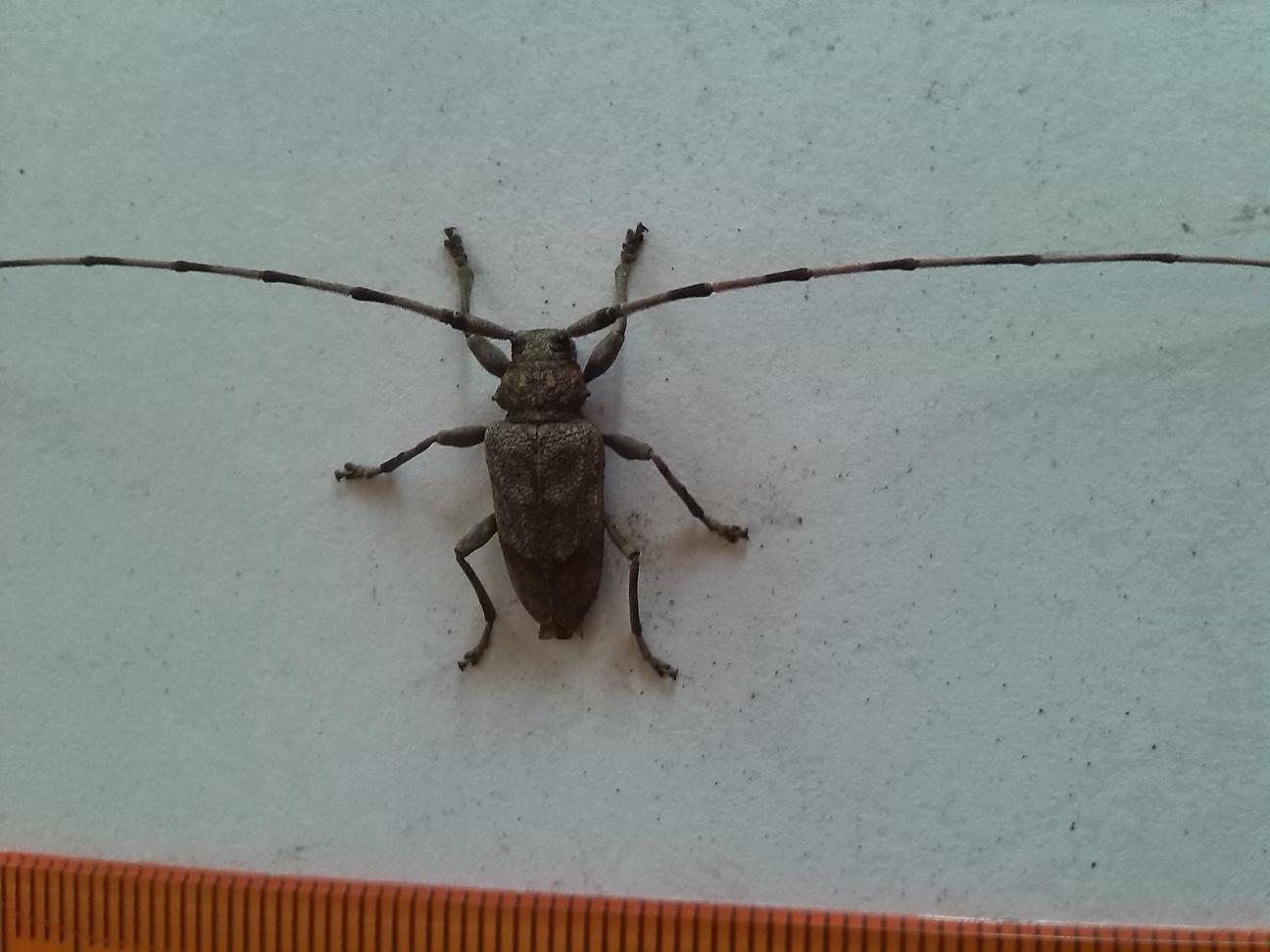 Acanthocinus aedilis - Cerambycidae